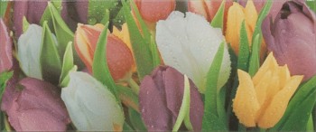 Alana 2 Tulip VC