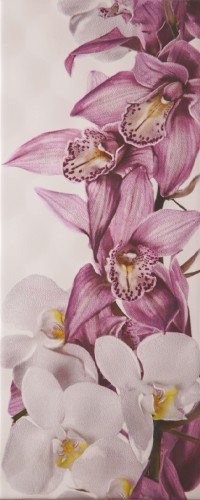 Sote L Orchid