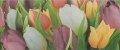 Alana 2 Tulip VC