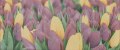 Alana 1 Tulip VC