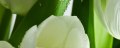 Tulip Maxi 3 W
