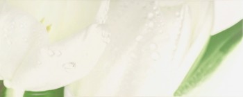 Tulip Maxi 4 W